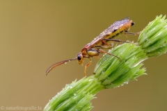 28 Blattwespe - Tenthredopsis sordida